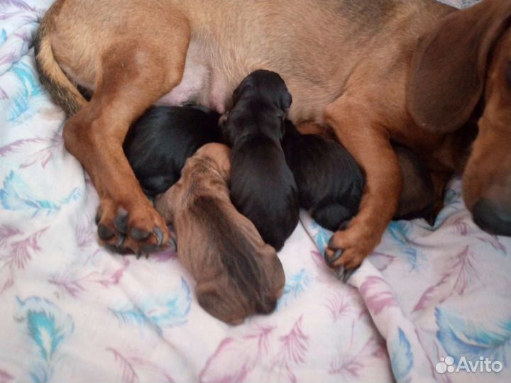 Такса вязка