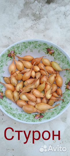 Лук Севок все сорта