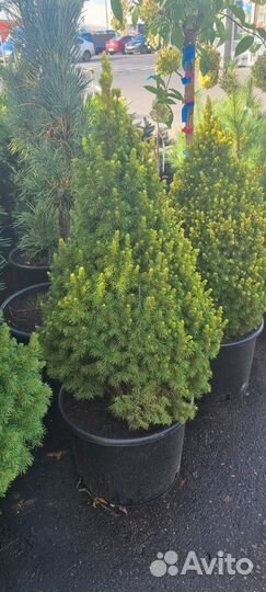 Ель канадская (Коника)