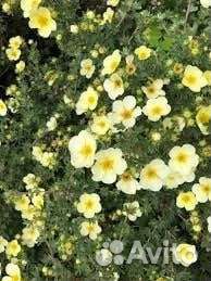 Лапчатка кустарниковая Primrose Beauty