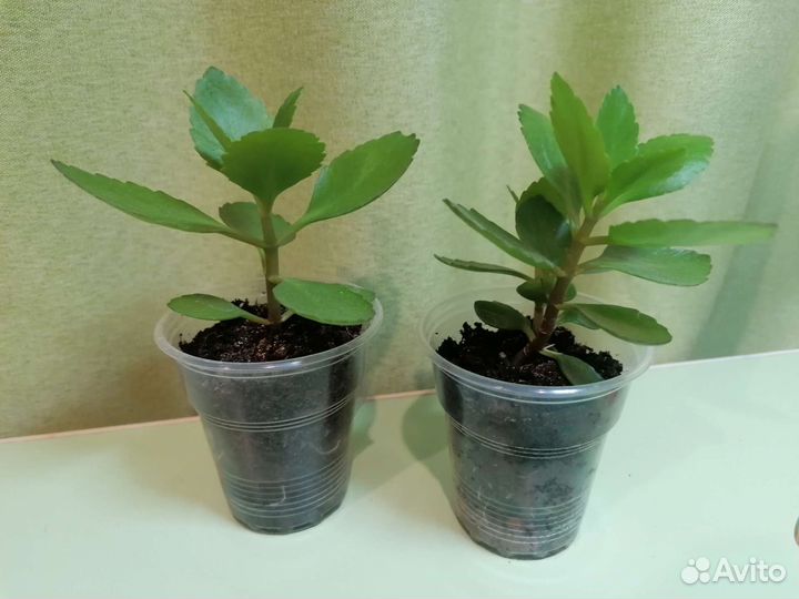 Каланхоэ розовый, укорененные отростки