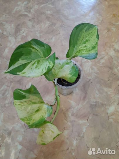 Комнатные цветы