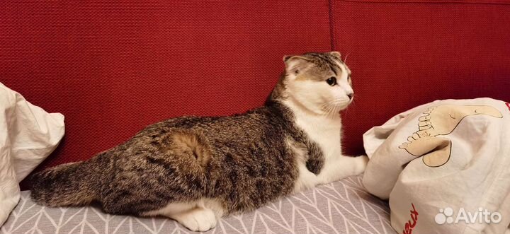 Шотландские кот отдам в добрые руки