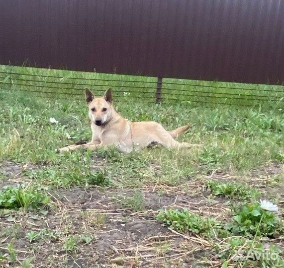 Не крупной собачке Гере нужен Дом