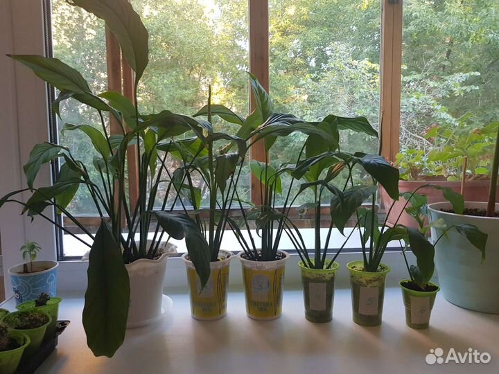 Спатифиллум