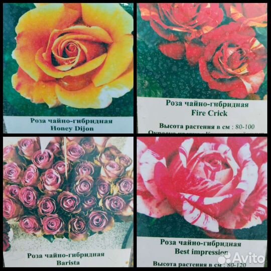 Саженцы роз