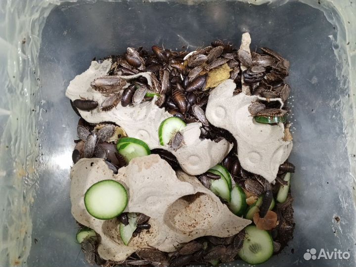 Мраморные тараканы