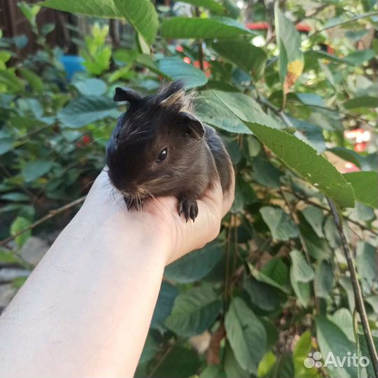 Морские свинки