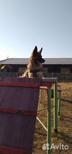 Дрессировка собак