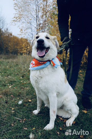 Самая добрая на свете собака умрет в приюте