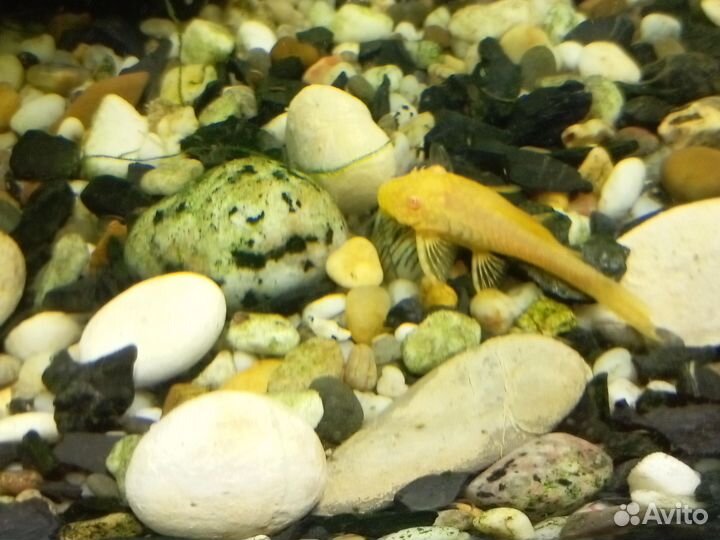 Аквариумные рыбки