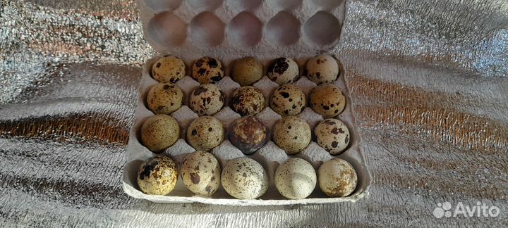 Перепелиные яйца домашние