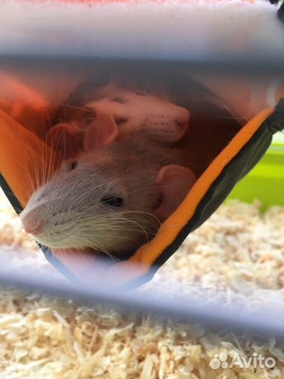 Гамак для грызунов