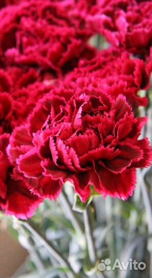 Гвоздика опт и розница