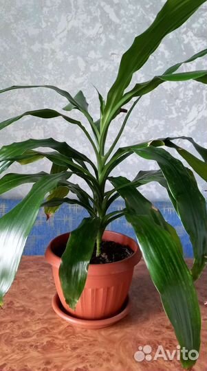 Драцена деремская Janet Craig