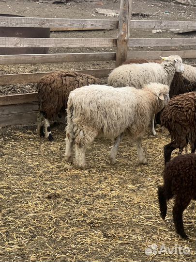 Овцы ягнята
