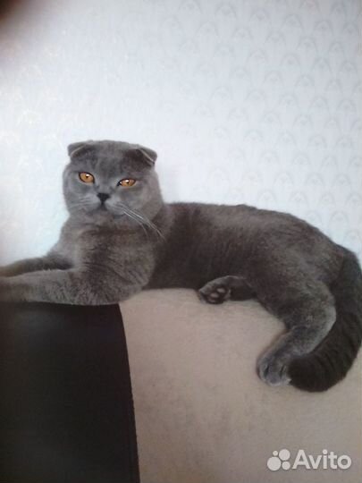 Шотландский вислоухий кот вязка