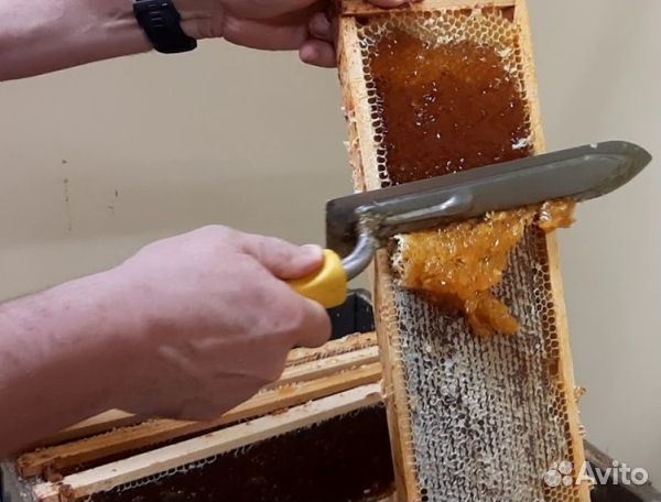 Мёд 2024 года натуральный опт