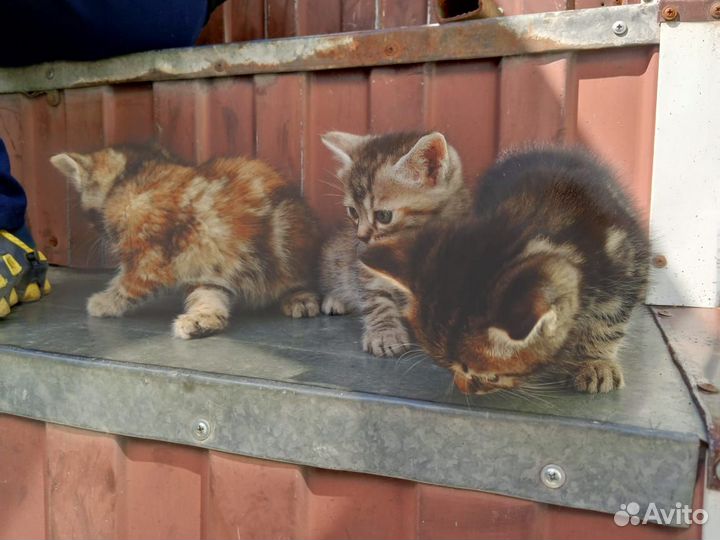 Котята в добрые руки