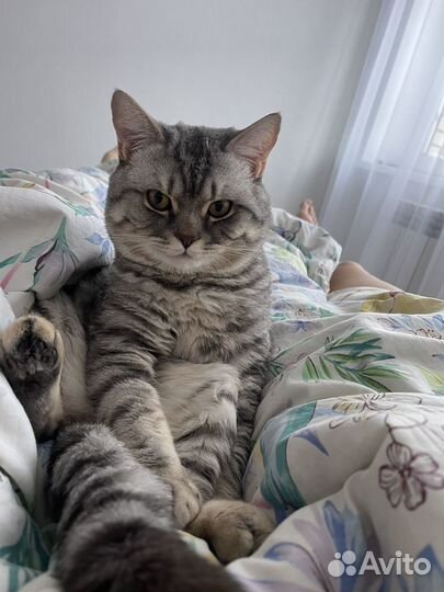 Вязка с шотландским котом