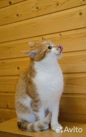 Солнечный рыжий кот Винсент ищет дом объявление продам