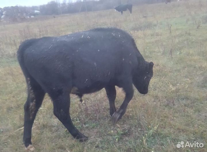 Быки и телки