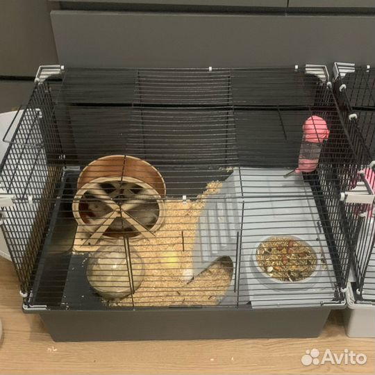 Сирийский хомяк девочка