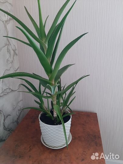 Алоэ древовидное