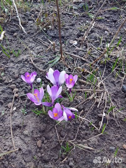 Луковицы, многолетники
