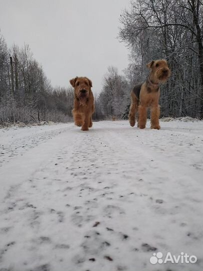 Выгул собак/передержка/дрессировка