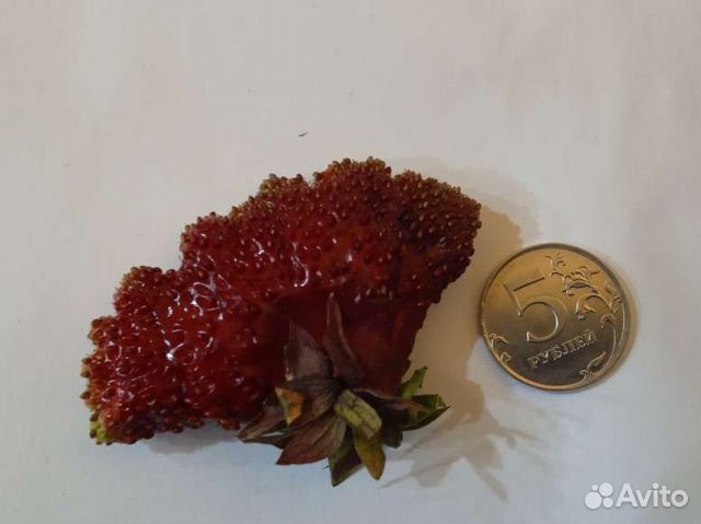 Саженцы клубники (Виктории) купчиха, Елизавета купить в Челябинске ...