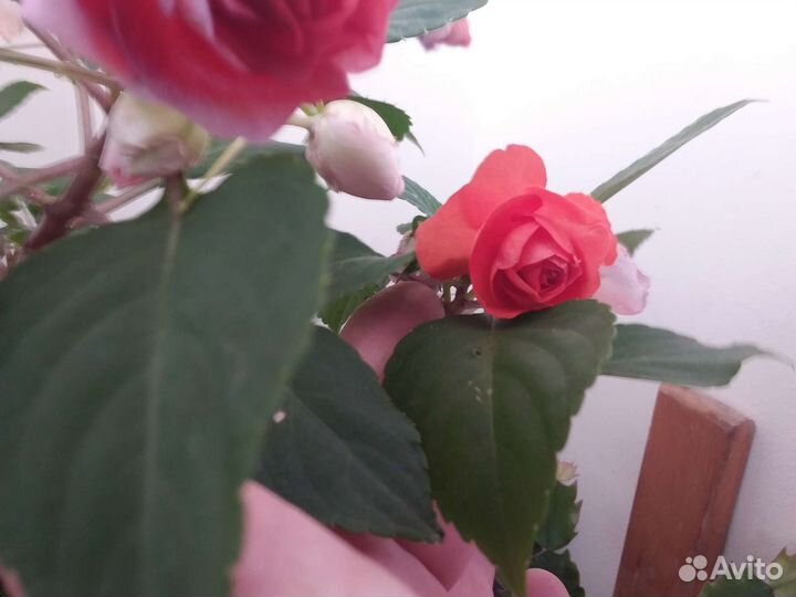 Бальзамин цветущий