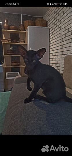 Ориентальные котята черные