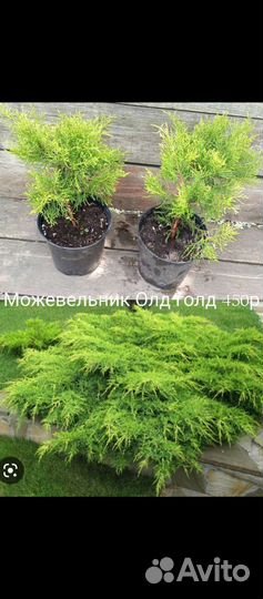 Можжевельник