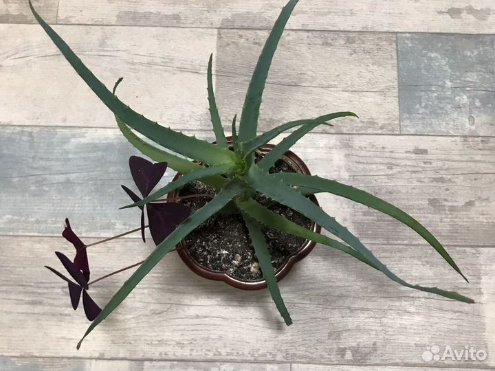 Алоэ в горшке