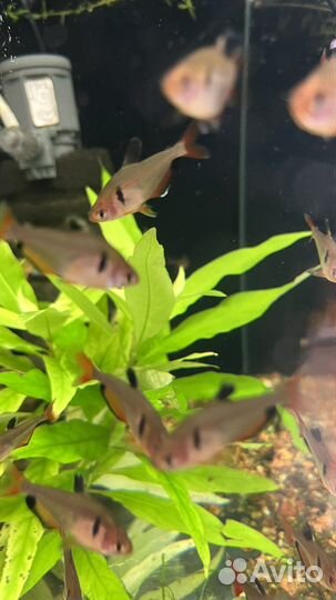 Тетра Минор