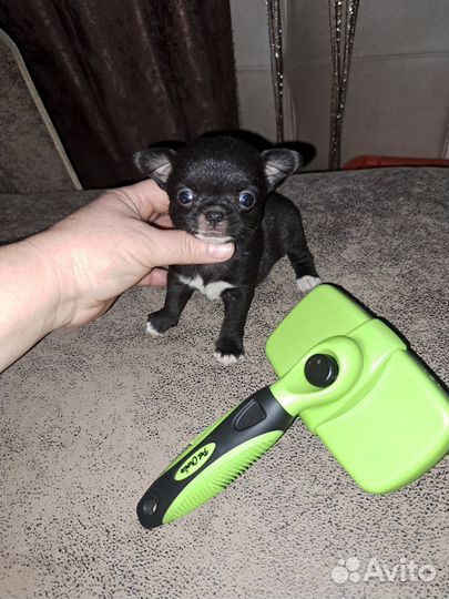 Мини букашка