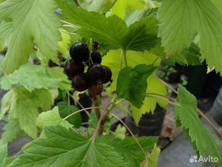 Саженцы черной смородины