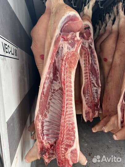 Свинина в полутушах охл