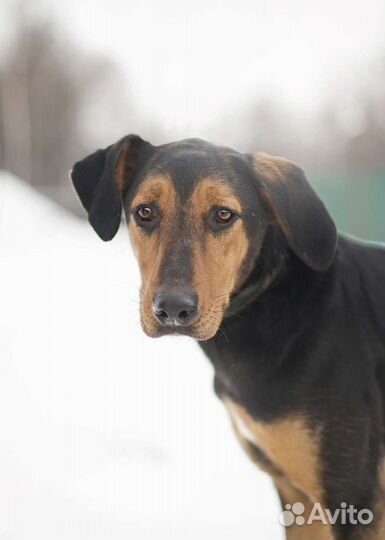 Собака в добрые руки. Винс в поисках дома