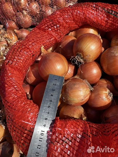 Лук репчатый оптом