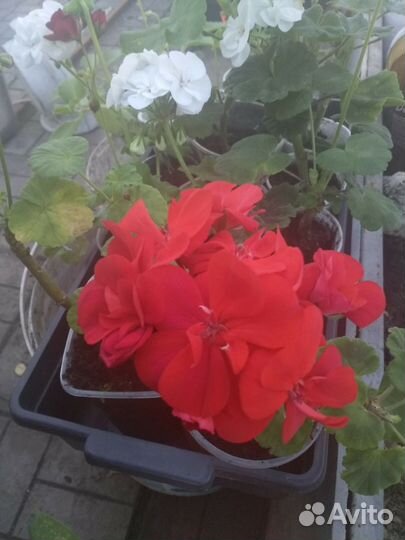 Герань пеларгония