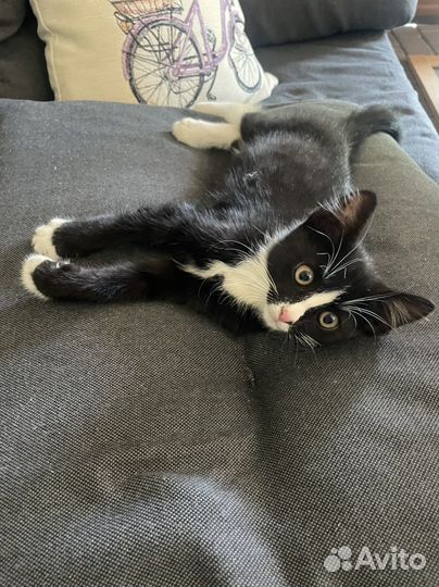 Отдам котенка в добрые руки