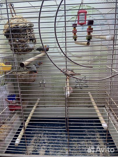 Зебровые амадины