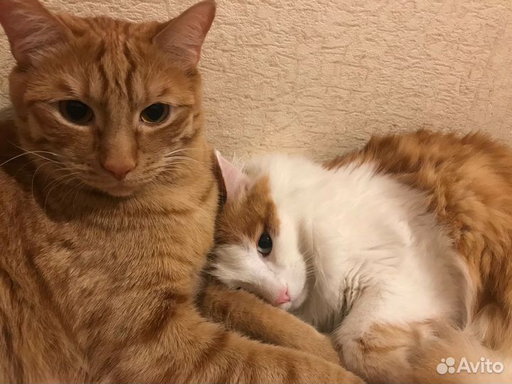 Отдам в добрые руки