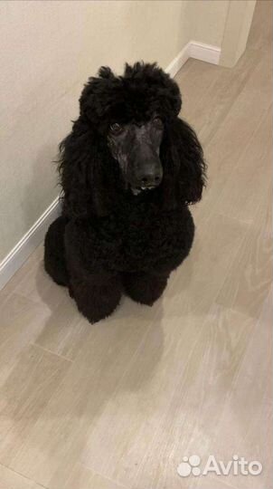 Королевский Пудель Борис приглашает даму на чай