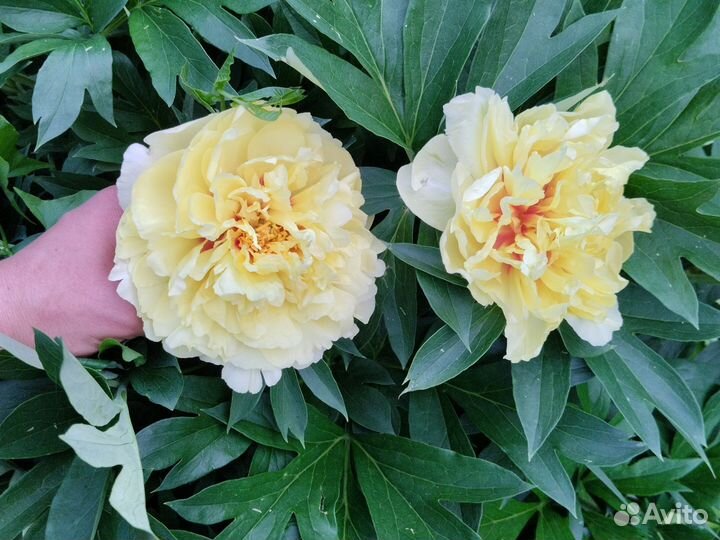 Пион бартзелла