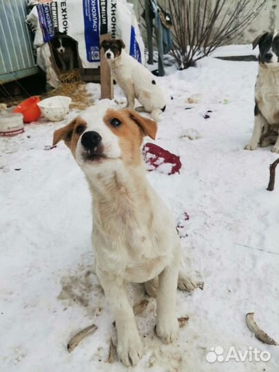Собака в добрые руки щенок