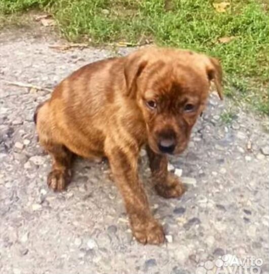 Очень красивые щенки-метисы