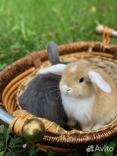 Кролики царские ручные